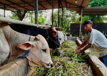 Tim Gabungan DKPP Serang dan Distan Banten Pastikan Kondisi hewan Kurban Terhindar dari Penyakit