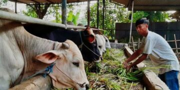 Tim Gabungan DKPP Serang dan Distan Banten Pastikan Kondisi hewan Kurban Terhindar dari Penyakit