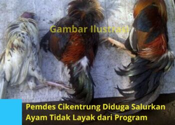 Program Ketapang Desa Cikentrung Diduga Banyak Salurkan Ayam Mati dan Tidak Layak