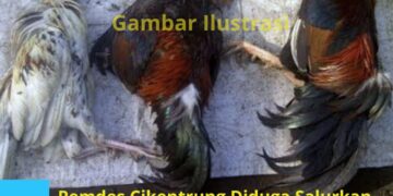 Program Ketapang Desa Cikentrung Diduga Banyak Salurkan Ayam Mati dan Tidak Layak