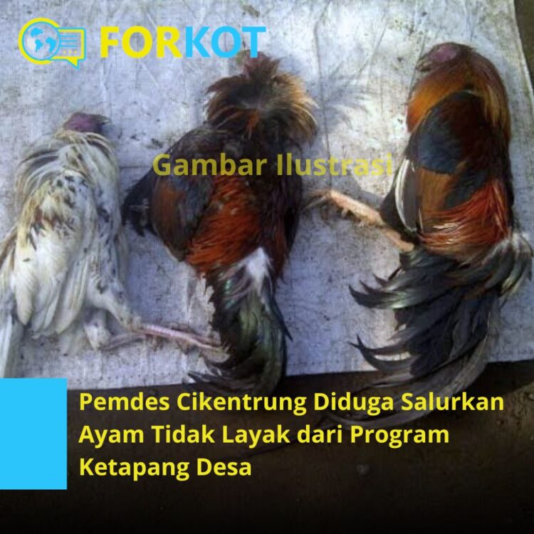 Program Ketapang Desa Cikentrung Diduga Banyak Salurkan Ayam Mati dan Tidak Layak
