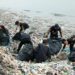 Masyarakat Kembali Bersihkan Sampah yang Menumpuk di Desa Teluk Labuan