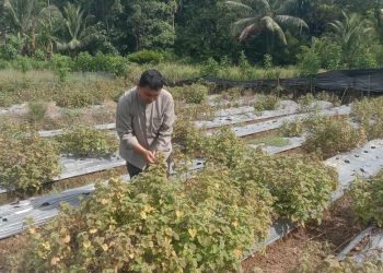 Biaya produksi Pertanian Meningkat Petani Aceh Selatan Minta Pemkab Berikan Perhatian Khusus