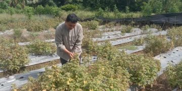 Biaya produksi Pertanian Meningkat Petani Aceh Selatan Minta Pemkab Berikan Perhatian Khusus