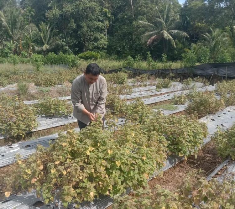 Biaya produksi Pertanian Meningkat Petani Aceh Selatan Minta Pemkab Berikan Perhatian Khusus
