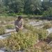 Biaya produksi Pertanian Meningkat Petani Aceh Selatan Minta Pemkab Berikan Perhatian Khusus