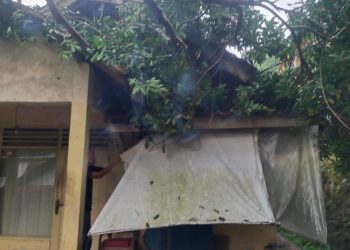 Cuaca Ekstrem dan Puting Beliung Rusak Puluhan Rumah dan Pohon Tumbang di Karangtanjung