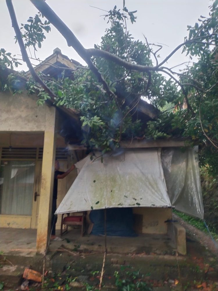 Cuaca Ekstrem dan Puting Beliung Rusak Puluhan Rumah dan Pohon Tumbang di Karangtanjung