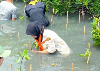 Bersama PT Jasa Raharja, MAPALAUT Tanam 1.500 Pohon Mangrove di Pantai Lontar