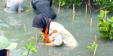 Bersama PT Jasa Raharja, MAPALAUT Tanam 1.500 Pohon Mangrove di Pantai Lontar