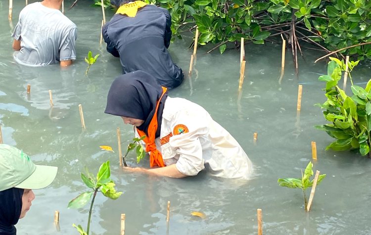 Bersama PT Jasa Raharja, MAPALAUT Tanam 1.500 Pohon Mangrove di Pantai Lontar