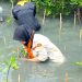 Bersama PT Jasa Raharja, MAPALAUT Tanam 1.500 Pohon Mangrove di Pantai Lontar
