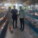DPD Tani Merdeka Lakukan Edukasi Terhadap Usaha Peternakan Ayam Petelur Di Aceh Tamiang