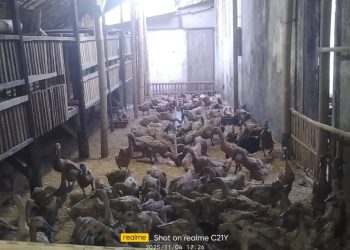 Ibu Rumah Tangga di Desa Ciinjuk Cadasari Sukses Kembangkan Usaha Ternak Bebek Petelur