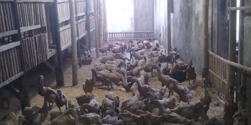 Ibu Rumah Tangga di Desa Ciinjuk Cadasari Sukses Kembangkan Usaha Ternak Bebek Petelur