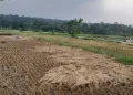 Ratusan Hektare Sawah di Pandeglang Terancam Gagal Panen Akibat Kemarau Panjang