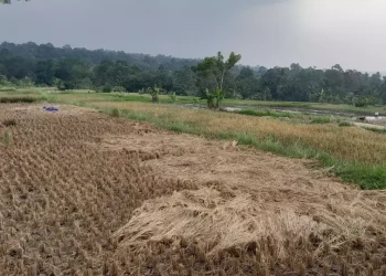 Ratusan Hektare Sawah di Pandeglang Terancam Gagal Panen Akibat Kemarau Panjang