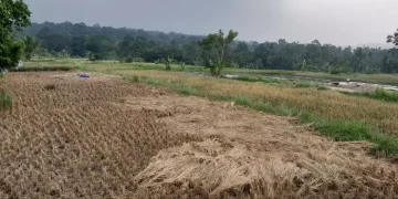 Ratusan Hektare Sawah di Pandeglang Terancam Gagal Panen Akibat Kemarau Panjang
