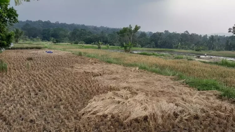 Ratusan Hektare Sawah di Pandeglang Terancam Gagal Panen Akibat Kemarau Panjang