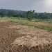 Ratusan Hektare Sawah di Pandeglang Terancam Gagal Panen Akibat Kemarau Panjang